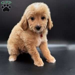Winston, Mini Goldendoodle Puppy